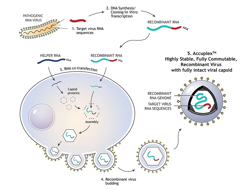 SARS-CoV-2 y soluciones multiplexadas contra la gripe